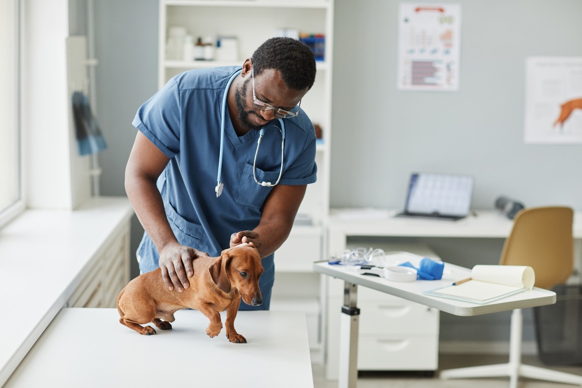 Un medico veterinario durante una visita di controllo a un piccolo cane bassotto.