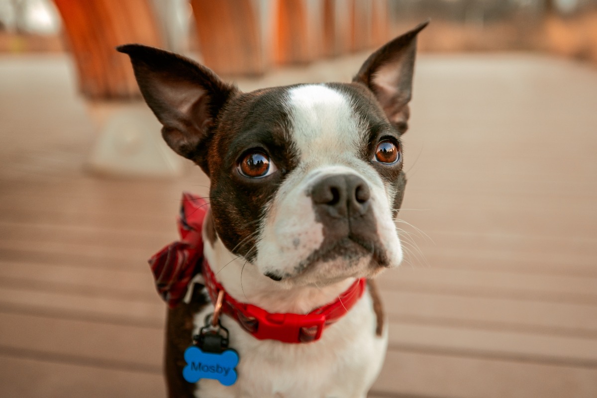 Boston Terrier con orecchie a punta.