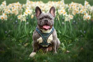 Bouledogue Francese seduto felice tra l'erba verde.