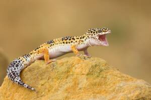 Geco Leopardino in posa sopra una roccia.