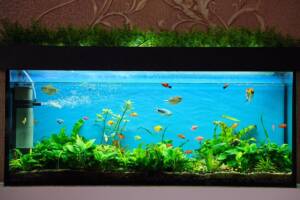 Acquario con pesci colorati che nuotano tra piante verdi.