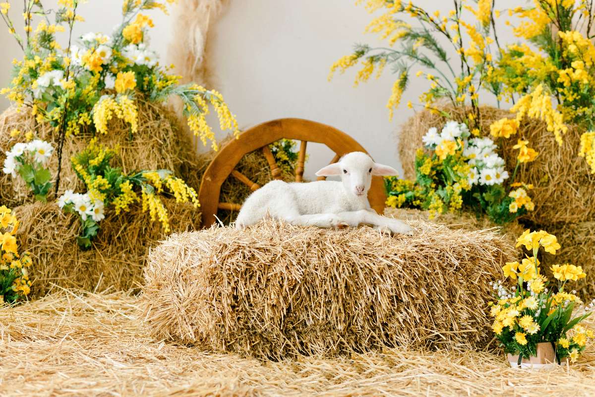 Piccolo agnello bianco circondato da fiori gialli e bianchi.