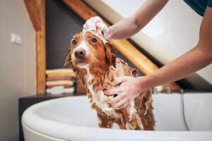 Cane che fa il bagnetto nella vasca da bagno di casa.