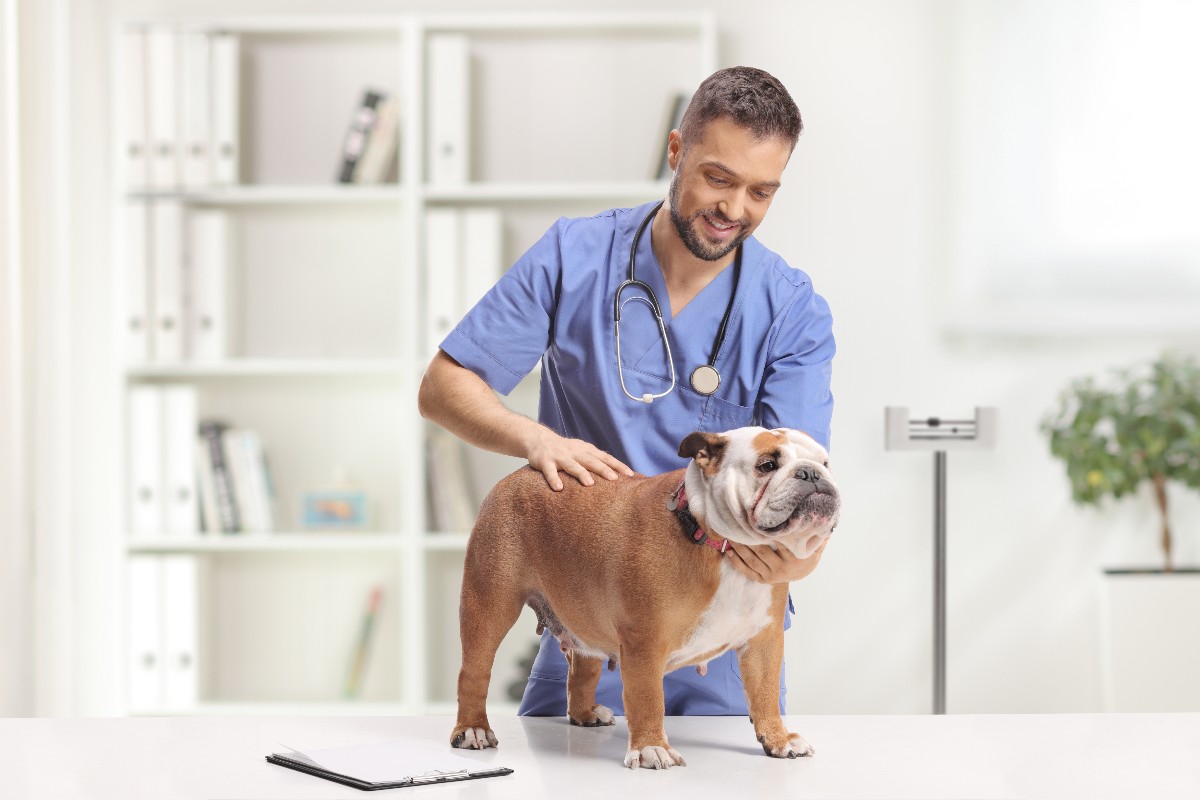 Cane sul tavolo durante una visita veterinaria.