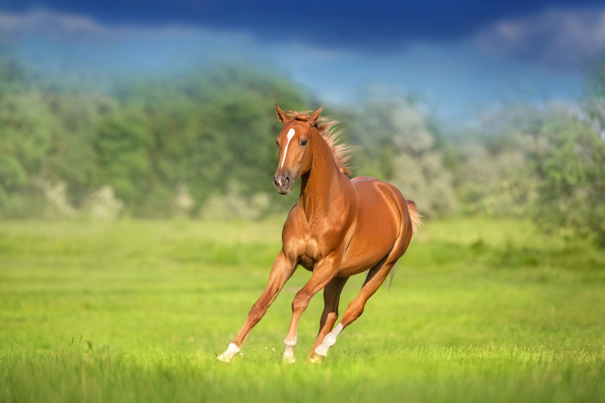 Cavallo libero che corre nel prato.