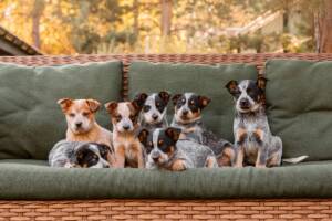 Cucciolata di cani che occupa un divano verde.