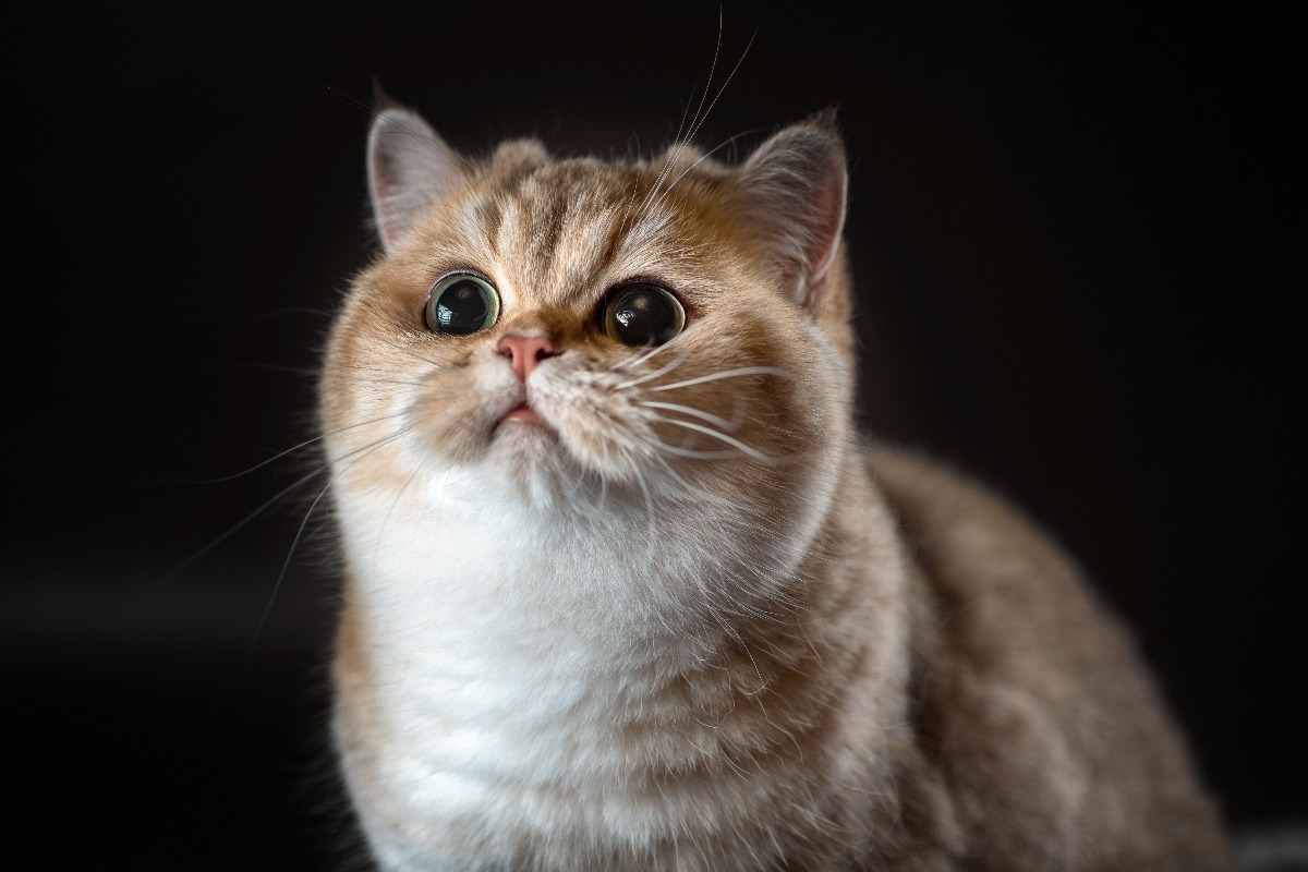 Gatto con grandi occhi espressivi.