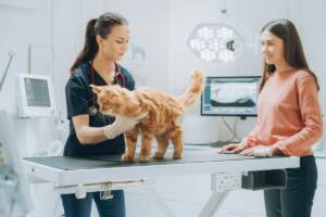 Gatto rosso sul tavolo durante una visita veterinaria.