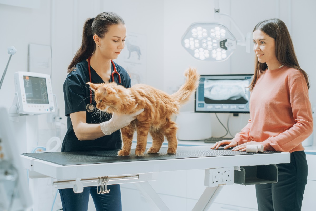 Gatto rosso sul tavolo durante una visita veterinaria.