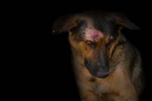 Cane ferito al muso per gravi percosse.