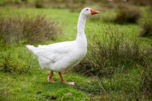Oca bianca in cammino sul prato.