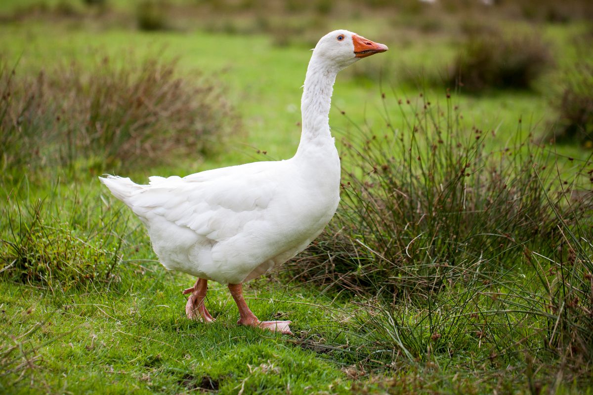 Oca bianca in cammino sul prato.