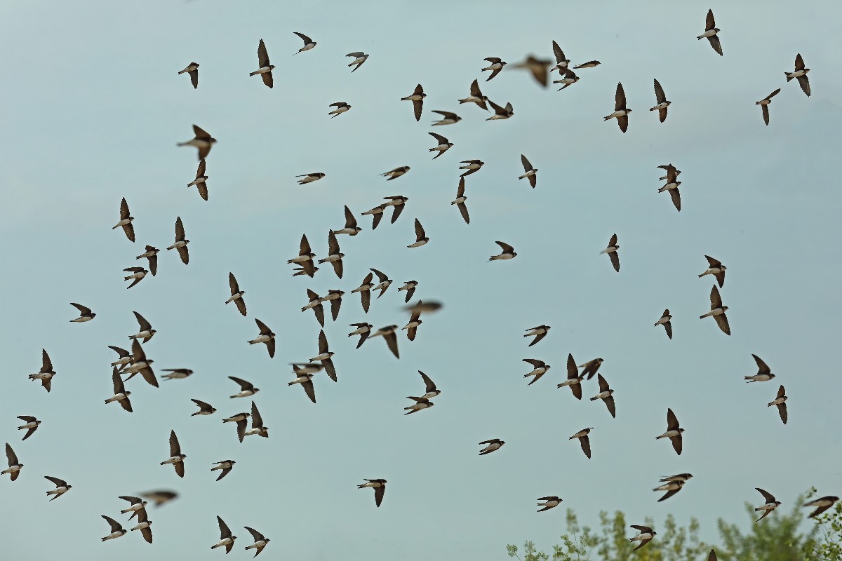 Stormo di rondini in volo nel cielo.