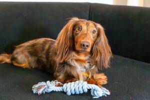 Camillo il bassotto