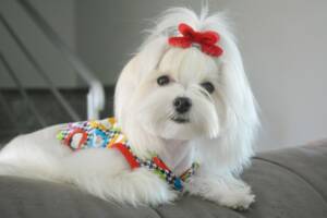 Cane Maltese dal pelo bianco liscio con un piccolo fiocco in testa.