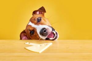 Cane che sta per mordere una fetta di formaggio sul tavolo.