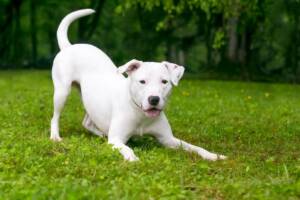 Cane bianco in posizione di inchino su un prato verde.