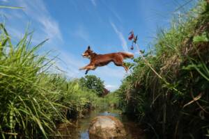 Cane in salto su un fosso.
