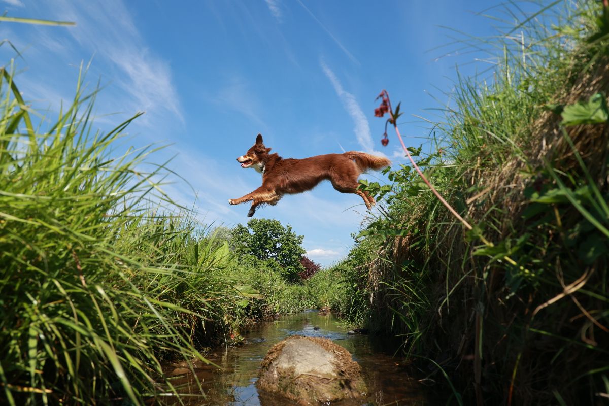 Cane in salto su un fosso.