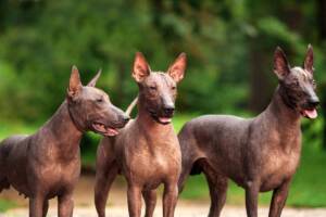 Tre cani Xoloitzcuintli in posa.
