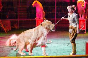 Spettacolo circense con leoni.
