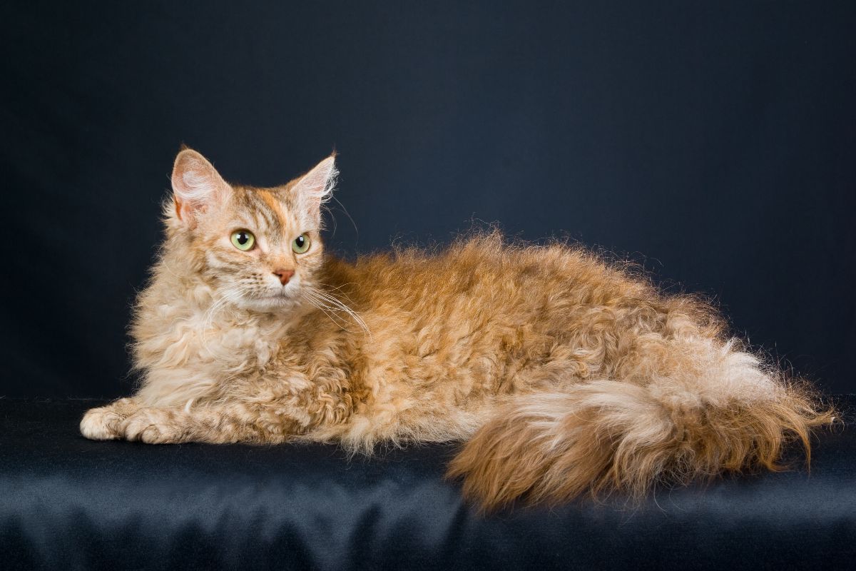 Gatto LaPerm rosso.