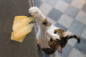 Gatto che prende il formaggio con la zampa.