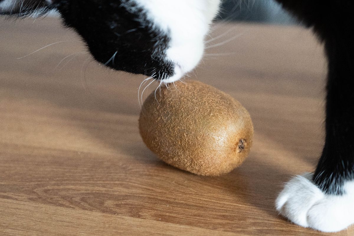 Gatto che annusa un kiwi.