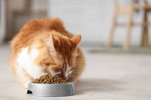 Gatto rosso alla ciotola delle crocchette.