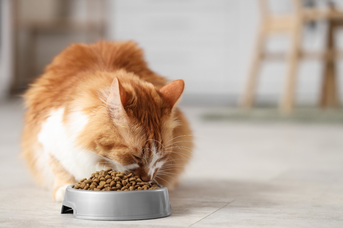 Gatto rosso alla ciotola delle crocchette.