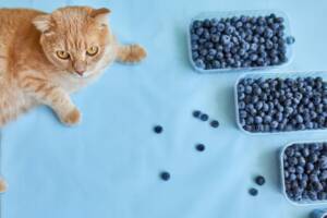 Gatto rosso e vaschette di mirtilli.