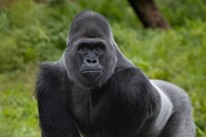 Gorilla in posa davanti a uno sfondo verde.