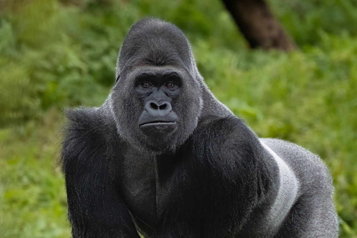 Gorilla in posa davanti a uno sfondo verde.