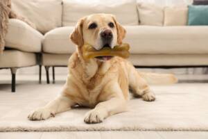 Labrador con osso in bocca.