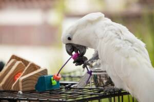 Cacatua che afferra un giocattolo colorato con il becco.