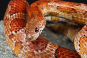Serpente del grano in primo piano.