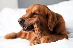 Cane con snack masticativo.