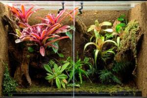 Terrario tropicale per rettili.