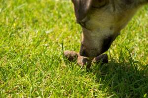 Il cane che mangia le proprie feci su un prato verde.