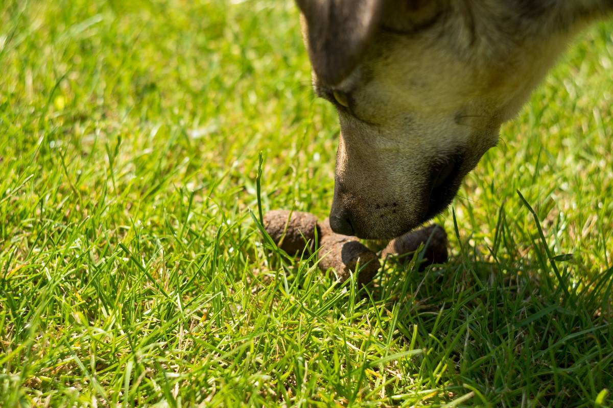 Il cane che mangia le proprie feci su un prato verde.