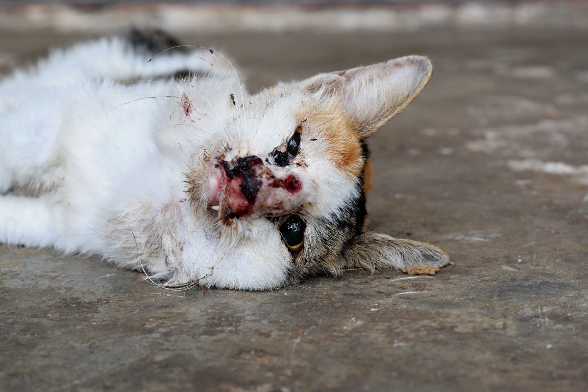 Un gatto con il muso ferito coricato a terra.