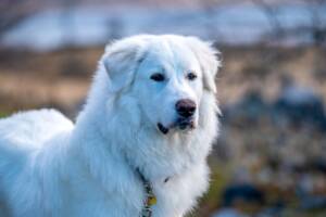 Un cane Mastino dei Pirenei bianco.