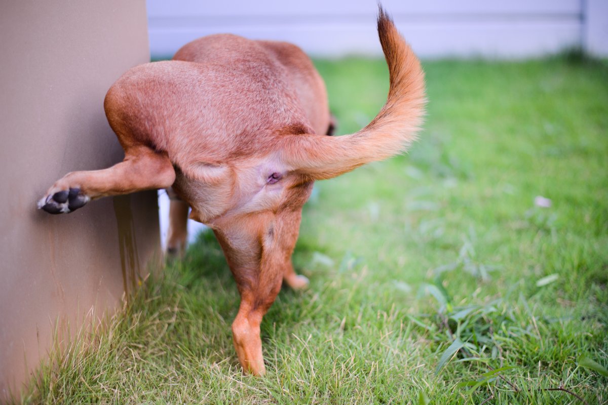 Un cane marrone urina su un muro.