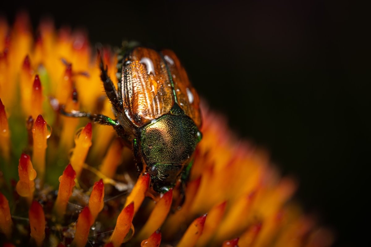il coleottero giapponese Popillia japonica