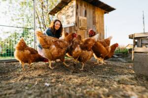 Un gruppo di galline all'esterno del loro pollaio domestico.