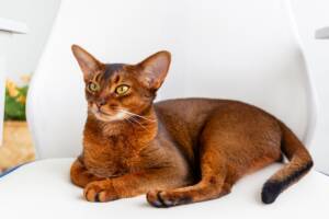 Un gatto abissino marrone su una sedia.