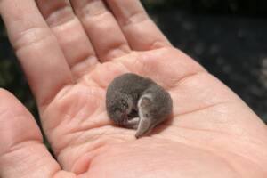 Un mustiolo, il mammifero più piccolo al mondo, rannicchiato sul palmo di una mano.