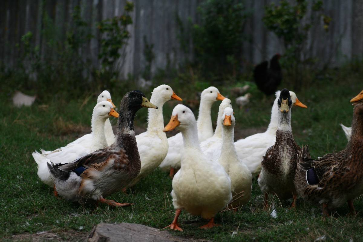 Un gruppo di oche e anatre che camminano nell'erba verde.