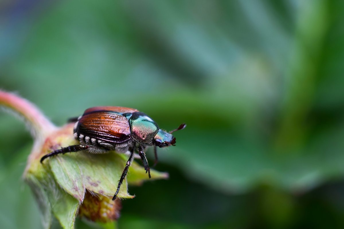il coleottero Popillia japonica nella natura