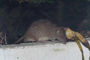 un ratto che mangia e cerca del cibo